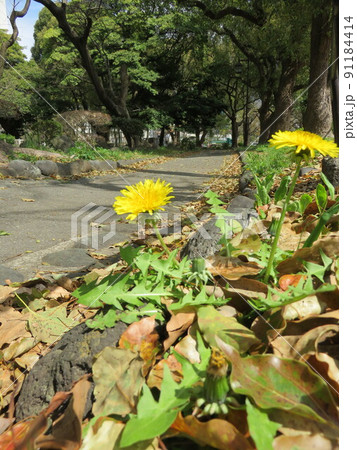 道端に咲いているタンポポの花 道端に咲いているタンポポの花 91184414