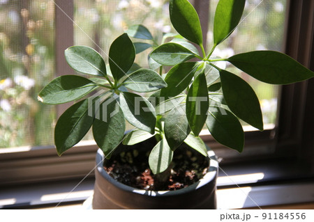 観葉植物の定番、緑鮮やかシェフレラ、カポック 91184556