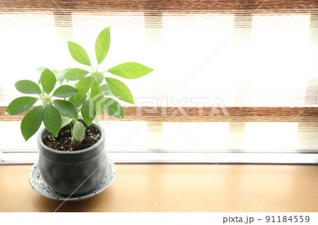 観葉植物の定番、緑鮮やかシェフレラ、カポック 観葉植物の定番、緑鮮やかシェフレラ、カポック 91184559