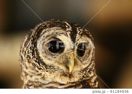 少し俯き気味のアカアシモリフクロウの横顔 少し俯き気味のアカアシモリフクロウの横顔 91184936