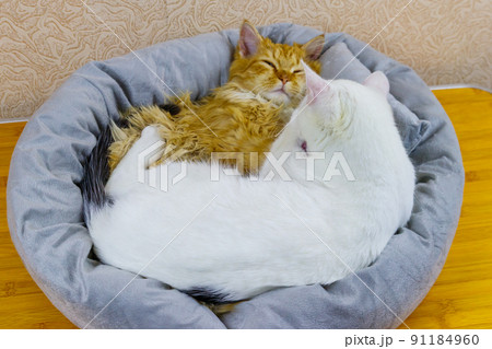 Two cats lying in their soft cozy cat bed Two cats lying in their soft cozy cat bed 91184960