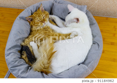 Two cats lying in their soft cozy cat bed 91184962
