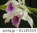 蘭の花 91185329