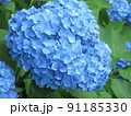 梅雨の紫陽花 91185330