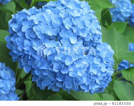 梅雨の紫陽花 梅雨の紫陽花 91185330
