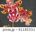 妖艶な蘭の花 91185331