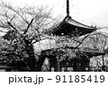 桜と神社 91185419