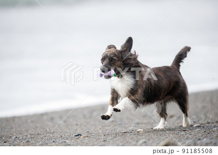 海岸の波打ち際で遊ぶチワックスの犬の写真素材 [91185508] - PIXTA