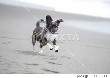 海岸の波打ち際で遊ぶチワックスの犬の写真素材 [91185511] - PIXTA