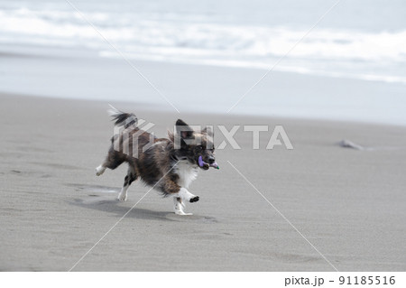 海岸の波打ち際で遊ぶチワックスの犬の写真素材 [91185516] - PIXTA