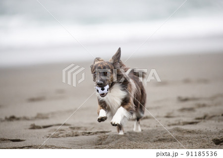 海岸の波打ち際で遊ぶチワックスの犬の写真素材 [91185536] - PIXTA