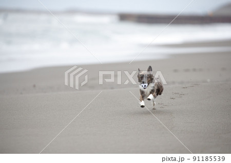 海岸の波打ち際で遊ぶチワックスの犬の写真素材 [91185539] - PIXTA