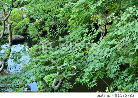當麻寺西南院庭園の青もみじ 91185732