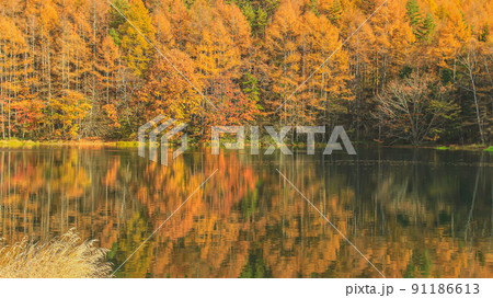 秋の名所御射鹿池の紅葉風景 91186613