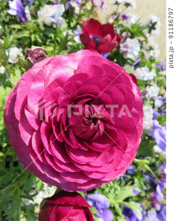 赤紫色のラナンキュラスの花 91186797