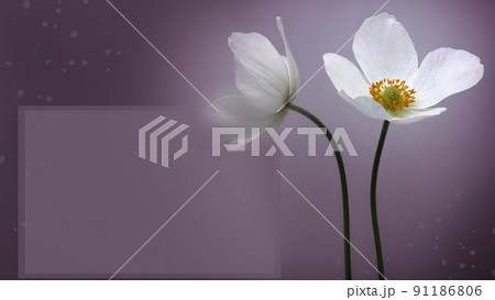 White beautiful primrose.  Beautiful violet floral greeting card. Nature. 91186806