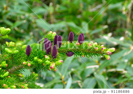 松の花 松の花 91186886