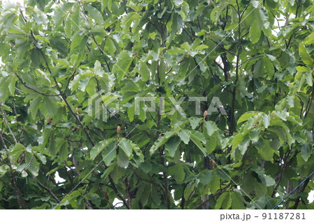 朴木、ホウノキ 朴木、ホウノキ 91187281
