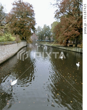 ベルギー ブルージュ 紅葉の運河を泳ぐ 白鳥たち ベルギー ブルージュ 紅葉の運河を泳ぐ 白鳥たち 91187425