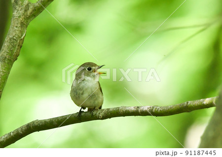 コサメビタキ 91187445