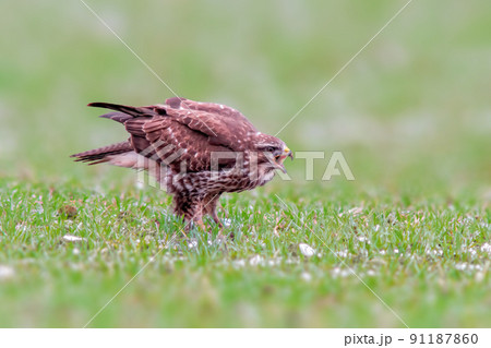 a Buzzard sits on a snowy winter field 91187860