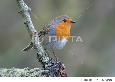 a robin sits on a branch 91187896