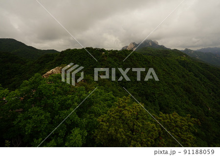 木 風景 自然 91188059
