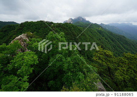 木 風景 自然 91188065