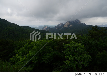 木 風景 自然 91188113