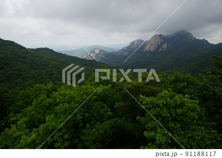 木 風景 自然 91188117