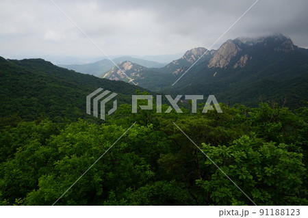 木 風景 自然 91188123