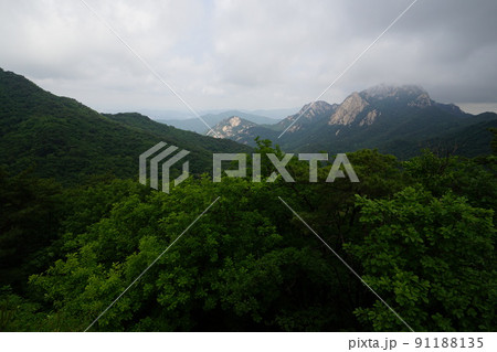 木 風景 自然 91188135