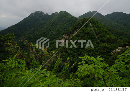 木 風景 自然 91188137