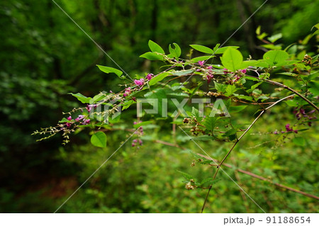空 夏 グリーン 91188654