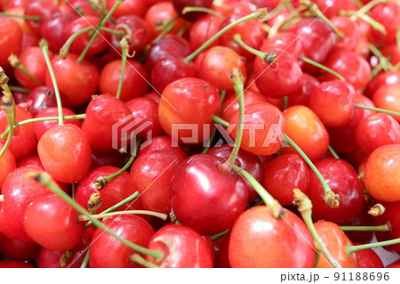 山形県産の真っ赤なさくらんぼ 山形県産の真っ赤なさくらんぼ 91188696