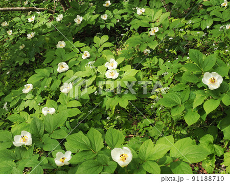 十種ヶ峰の山シャクヤク 十種ヶ峰の山シャクヤク 91188710