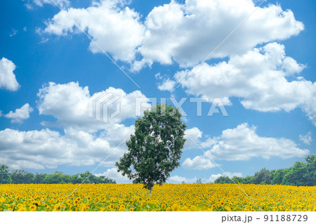 「北海道」北竜町ひまわりの里 「北海道」北竜町ひまわりの里 91188729