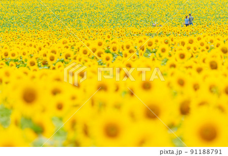 「北海道」北竜町ひまわりの里 91188791