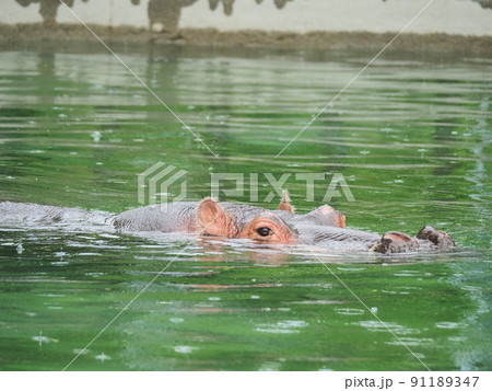 雨の動物園 気持ちよさそうに泳ぐカバ 雨の動物園 気持ちよさそうに泳ぐカバ 91189347