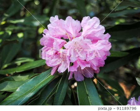 自生するホンシャクナゲの花 自生するホンシャクナゲの花 91189796
