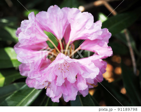 自生するホンシャクナゲの花 91189798