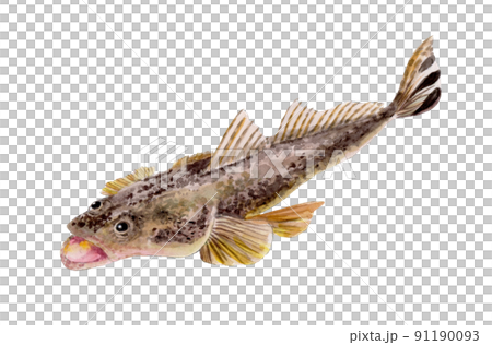 Flathead hand-painted watercolor 91190093