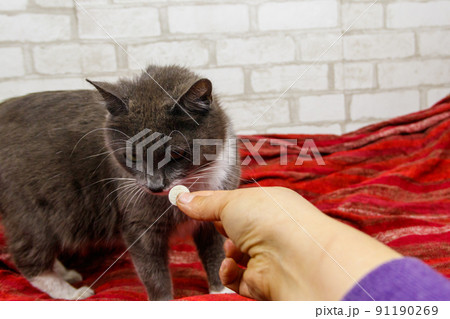 Grey cat getting a pill from female hand. Concept of taking medicines or vitamins for animals, veterinary medicine, pet care 91190269