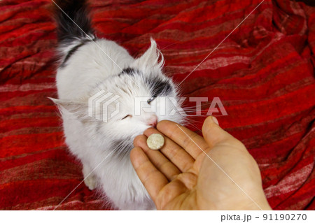 White cat getting a pill from female hand. Concept of taking medicines or vitamins for animals, veterinary medicine, pet care White cat getting a pill from female hand. Concept of taking medicines or vitamins for animals, veterinary medicine, pet care 91190270