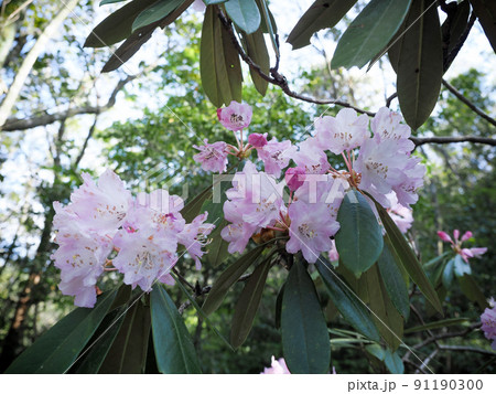 自生するホンシャクナゲの花 91190300