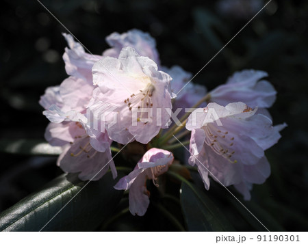 自生するホンシャクナゲの花 91190301