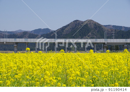 北陸新幹線 延伸工事と菜の花畑 鯖江市舟枝町 2022年4月 北陸新幹線 延伸工事と菜の花畑 鯖江市舟枝町 2022年4月 91190414