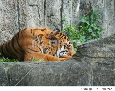 雨の動物園　濡れながらトラが昼寝 91190792