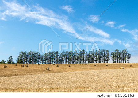 「北海道」美瑛・マイルドセブンの丘と干し草ロール 91191162