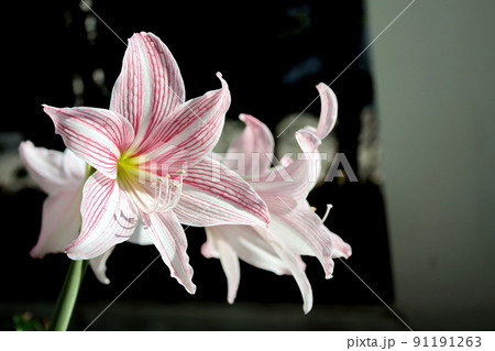 Hippeastrum johnsonii has a trunk as a head underground. There is a pink color at the end of the flower. The flower is separated into 6 petals. Selective focus. Hippeastrum johnsonii has a trunk as a head underground. There is a pink color at the end of the flower. The flower is separated into 6 petals. Selective focus. 91191263